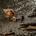 snail walk at wet road