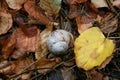Snail walking on autumn leaves