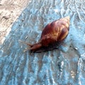 a snail walking on a blue cement floor