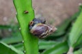 Snail walking in dragon fruit garden