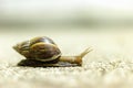 Snail walking on