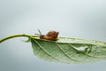 A snail walking on a green leaf. Royalty Free Stock Photo