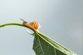 A snail walking on a green leaf. Royalty Free Stock Photo