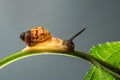 A snail walking on a green leaf. Royalty Free Stock Photo