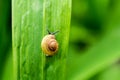 Snail walking on green leaf Royalty Free Stock Photo