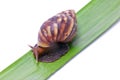 Snail Walking On Green Leave. Royalty Free Stock Photo