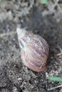 a walking snail Royalty Free Stock Photo