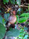 a snail walking on a leaf