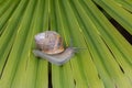 Snail walking