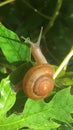 Snail walking on the leaves of the papaya tree Royalty Free Stock Photo