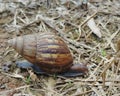 The snail is walking looking for a comfortable place to settle down Royalty Free Stock Photo