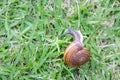Snail walking ongreen grass texture