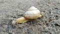 Snail walking outside after the rain, close up