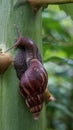 snail is walking on the papaya tree Royalty Free Stock Photo