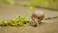 Snail walking in the park ,after raining day Royalty Free Stock Photo