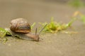 Snail walking in the park ,after raining day