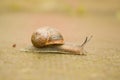 Snail walking in the park ,after raining day