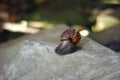 A snail walking on a rock