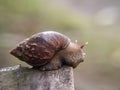 snail walking on rotting wood.