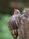 snail walking on rotting wood.