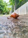 Snail walking on the side of the road