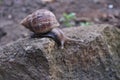 A snail walking slowly on the rocks