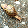 Snail Walking Slowly