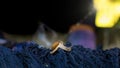 A snail walking on a thread of indigo-dyed cloth. Indigo cotton. Cotton Organic in Thailand