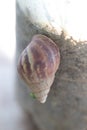 a walking snail Royalty Free Stock Photo