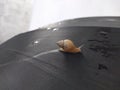 Snail walking on an umbrella