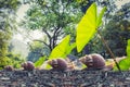 Snail walking Royalty Free Stock Photo