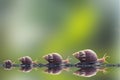 Snail walking Royalty Free Stock Photo