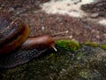 a snail walking on the wall of the house