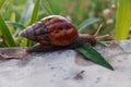 A snail walking on a wall Royalty Free Stock Photo