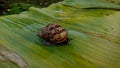 A snail is walking on wet and dirty leaves with a blurred background Royalty Free Stock Photo