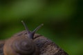 Nature\'s Journey: Snail on Wood Texture with Green Background