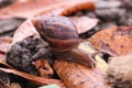 The snail walks on the rocks of the house or on the leaves of the tree without the mud without the storm rain Royalty Free Stock Photo