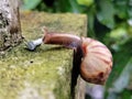 The Snail Walks Slowly Royalty Free Stock Photo