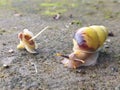 A snail walks slowly on the ground Royalty Free Stock Photo