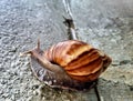 The snail walks slowly but surely Royalty Free Stock Photo