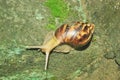 Snail walks very slowly .