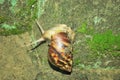 Snail walks very slowly .