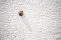 Snail on a wall Royalty Free Stock Photo