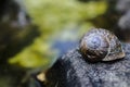 Snail on water bath