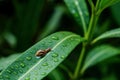 a snail with water drops on ficus leaves Royalty Free Stock Photo