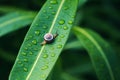 a snail with water drops on ficus leaves Royalty Free Stock Photo