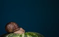 Snail on a watermelon on a blue background Royalty Free Stock Photo