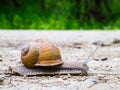 Snail on the way, detail Royalty Free Stock Photo