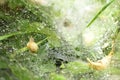 Snail on a web with drops of morning dew. Side view Royalty Free Stock Photo