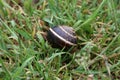 Snail on a wet grass Royalty Free Stock Photo